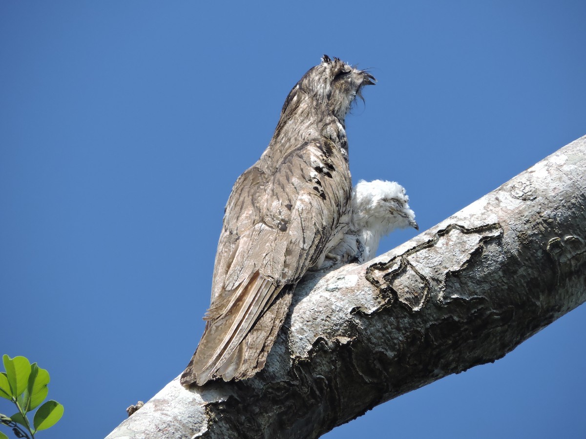 Northern Potoo - ML447610841