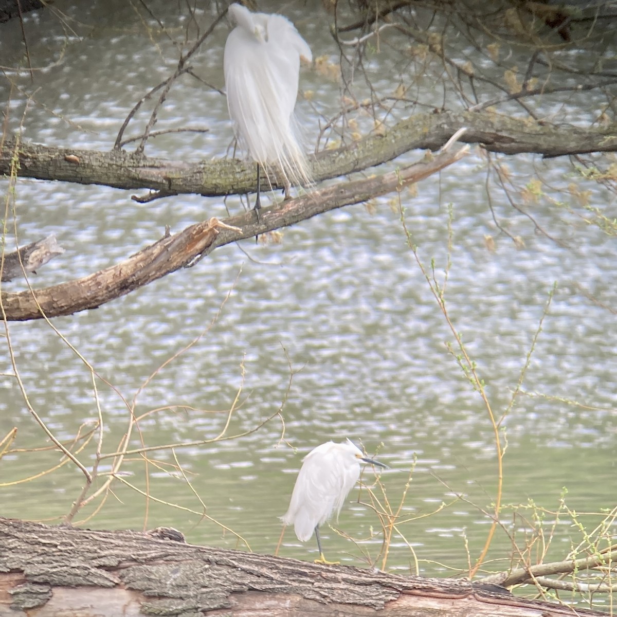 Snowy Egret - ML447612041