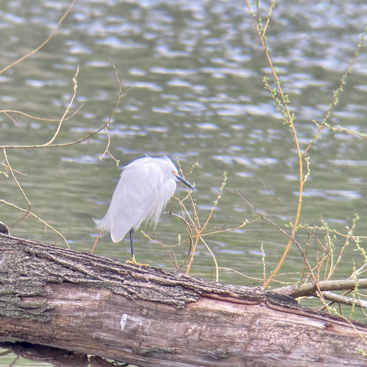 Snowy Egret - ML447612051