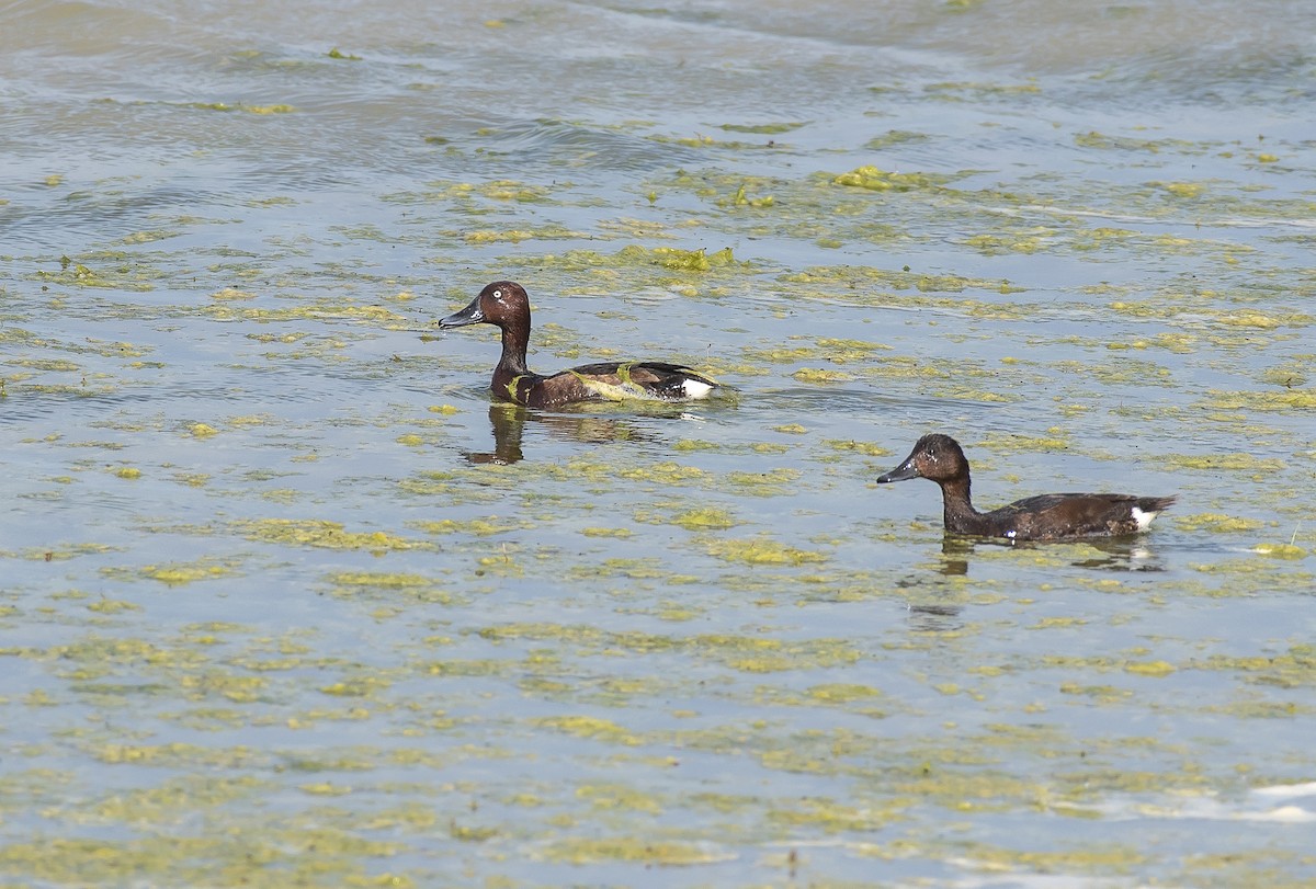 Ferruginous Duck - ML447612091