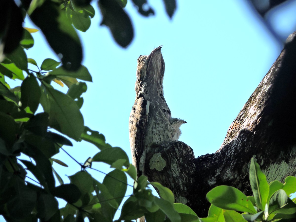 Northern Potoo - ML447612471