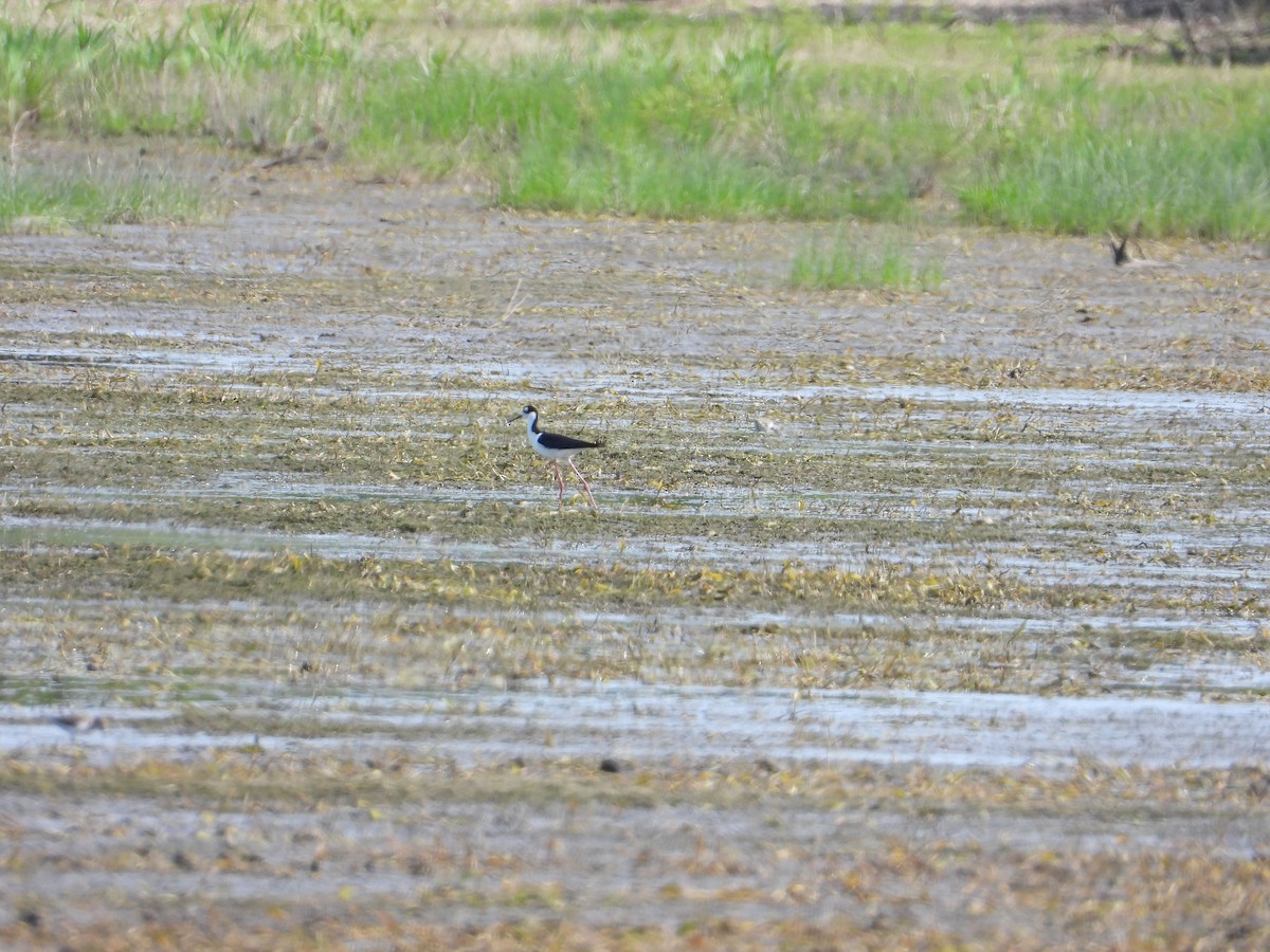 Black-necked Stilt - ML447615551