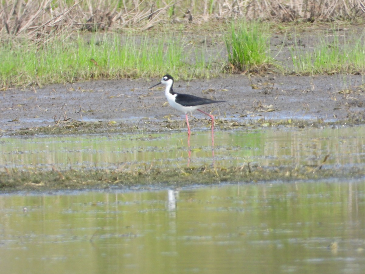 Black-necked Stilt - ML447615581