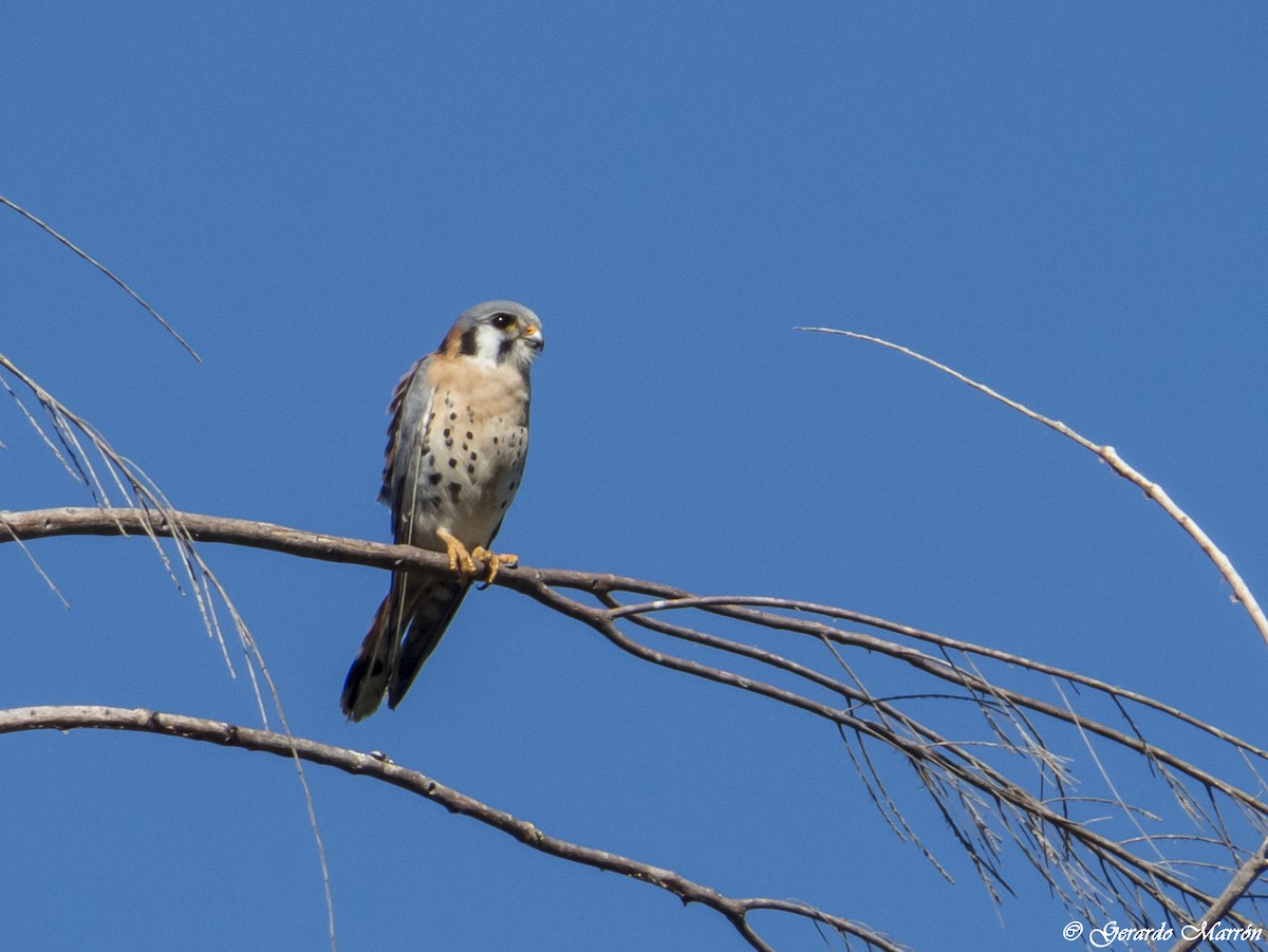 American Kestrel - ML44761671