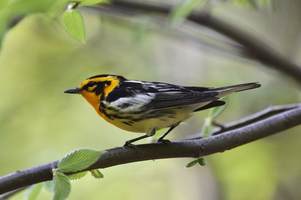 Blackburnian Warbler - John Myles