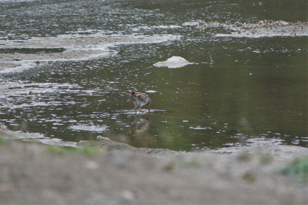 Wilson's Snipe - ML447617601