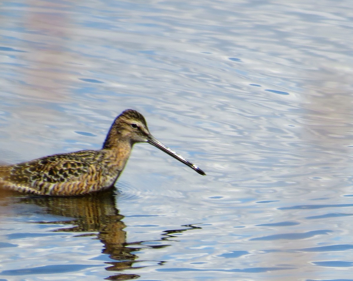 Bécassin à long bec - ML447617611