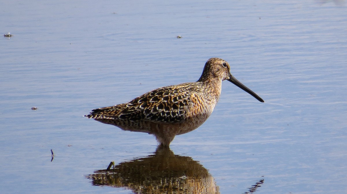 Long-billed Dowitcher - Cliff Long