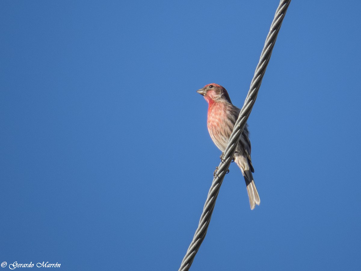 House Finch - Gerardo Marrón