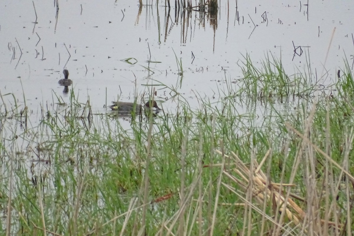 Green-winged Teal - ML447618741