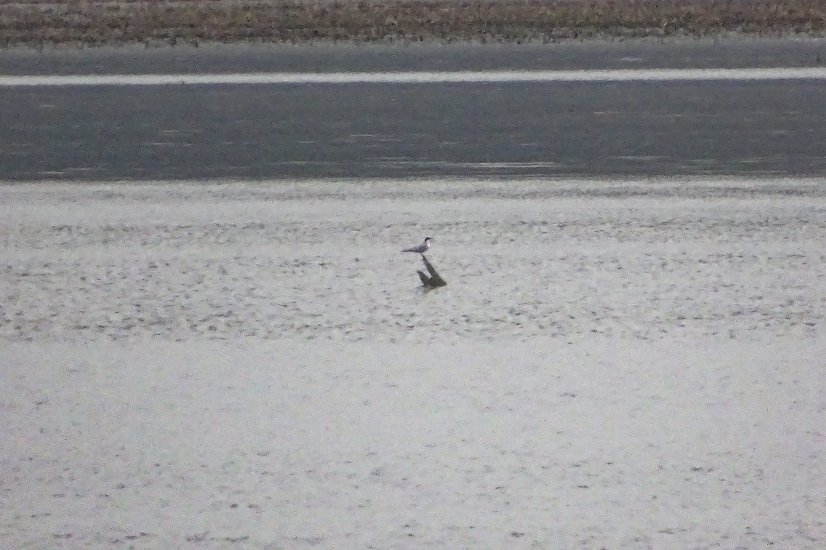 Forster's Tern - ML447618951