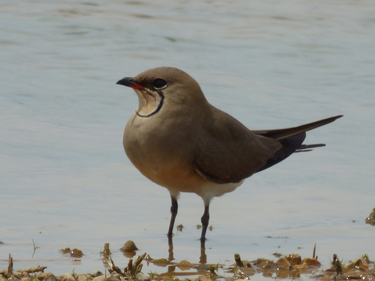 Collared Pratincole - ML447619321