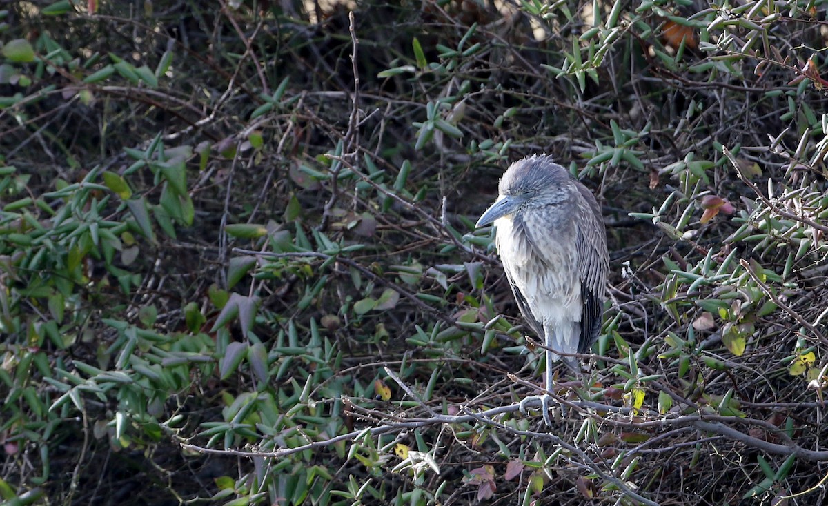 Yellow-crowned Night Heron - Jay McGowan