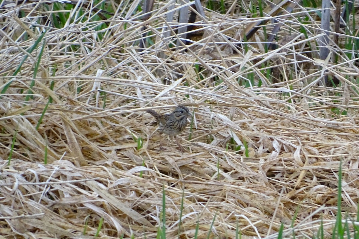 Lincoln's Sparrow - ML447619661