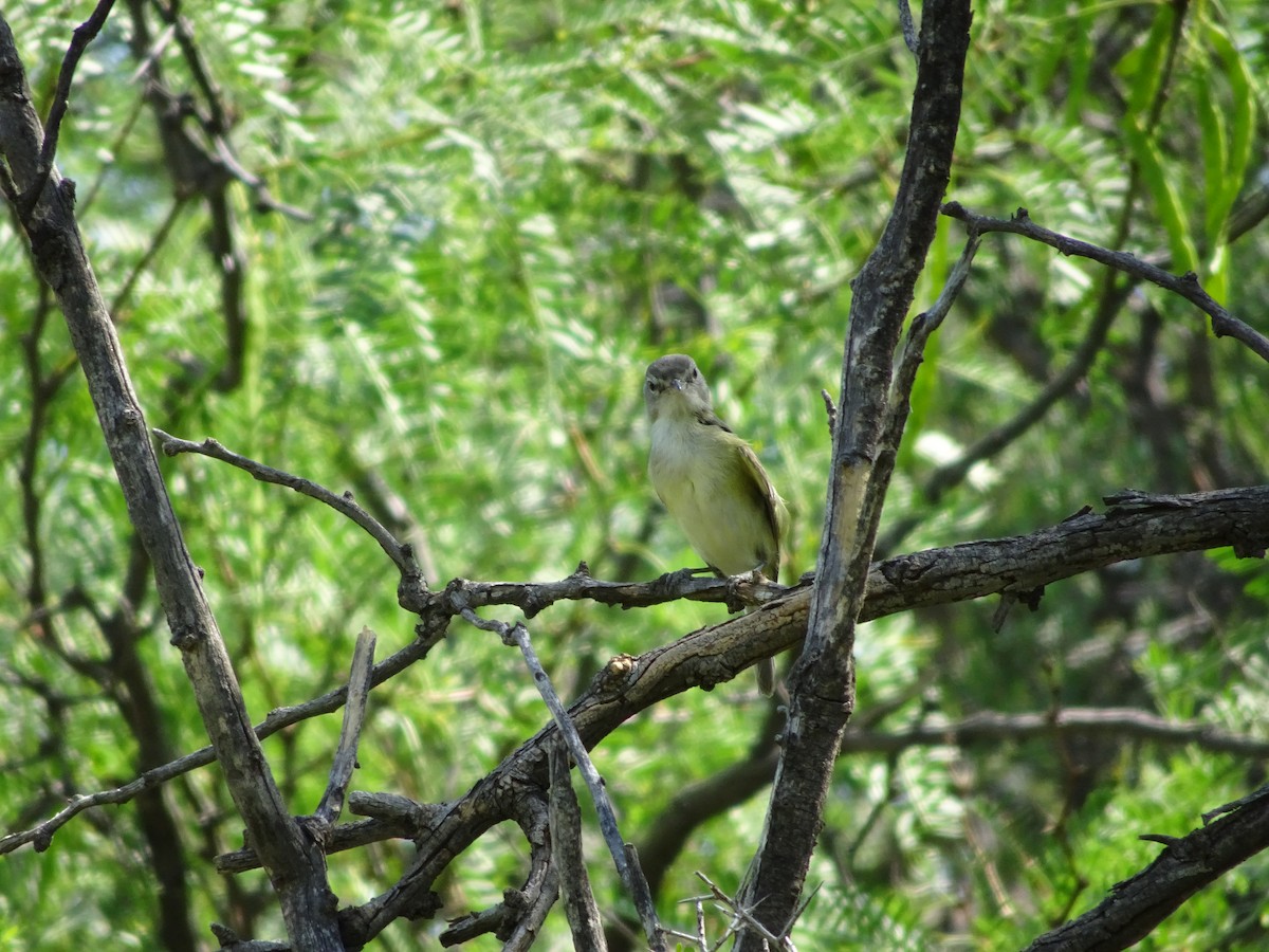 Warbling Vireo - ML447619771