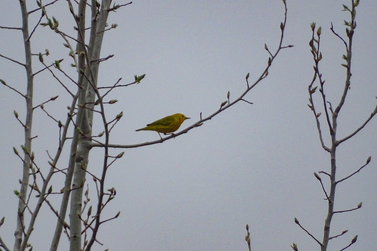 Northern Yellow Warbler - ML447619861
