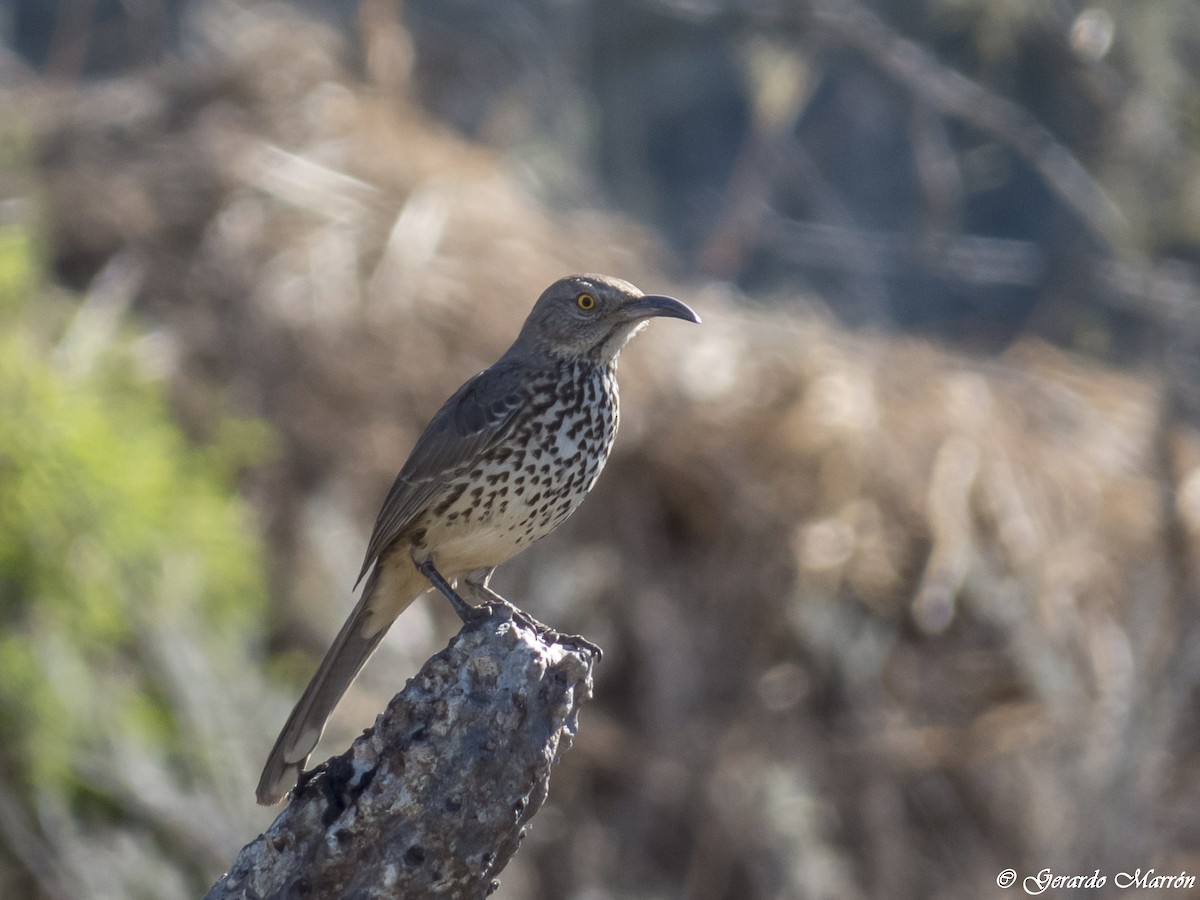 Gray Thrasher - ML44762061