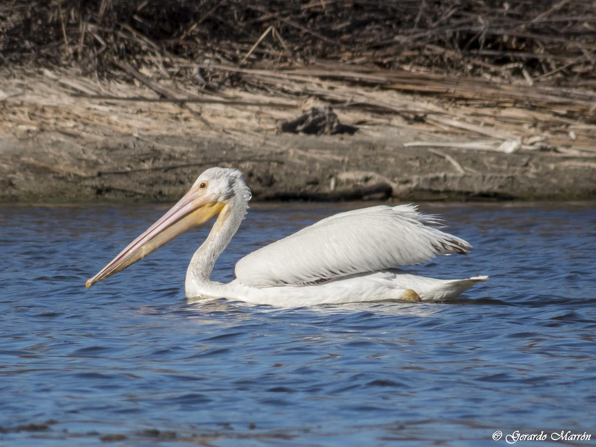 American White Pelican - ML44762141