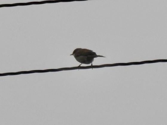 Greater Whitethroat - ML447622161