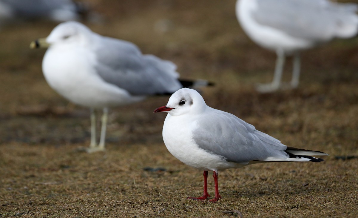 Mouette rieuse - ML44762281