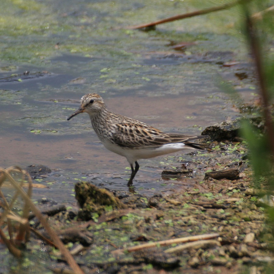 White-rumped Sandpiper - ML44762321