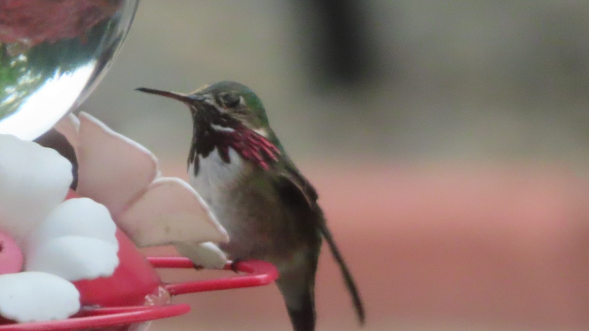 Calliope Hummingbird - ML447623511