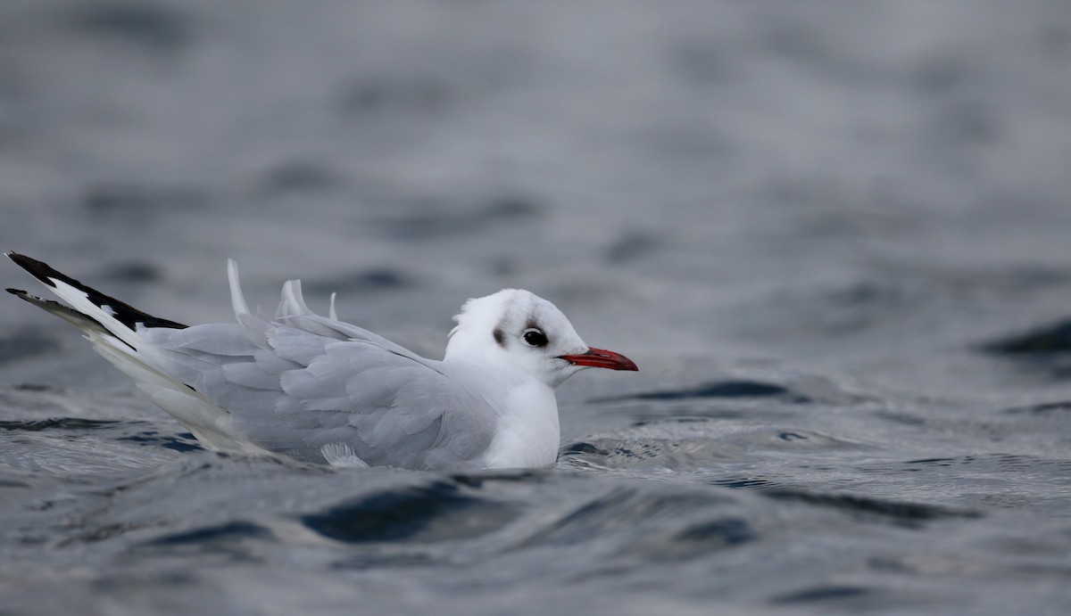 Black-headed Gull - ML44762371