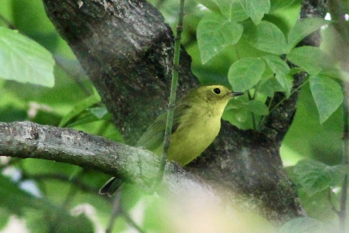 Wilson's Warbler - ML447625041