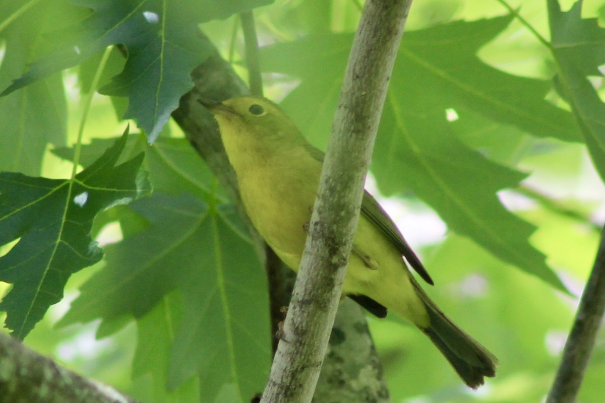 Wilson's Warbler - ML447625061