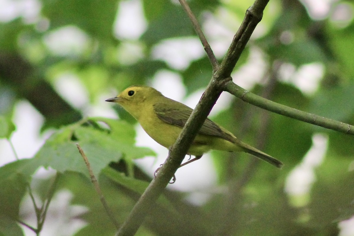 Wilson's Warbler - ML447625071