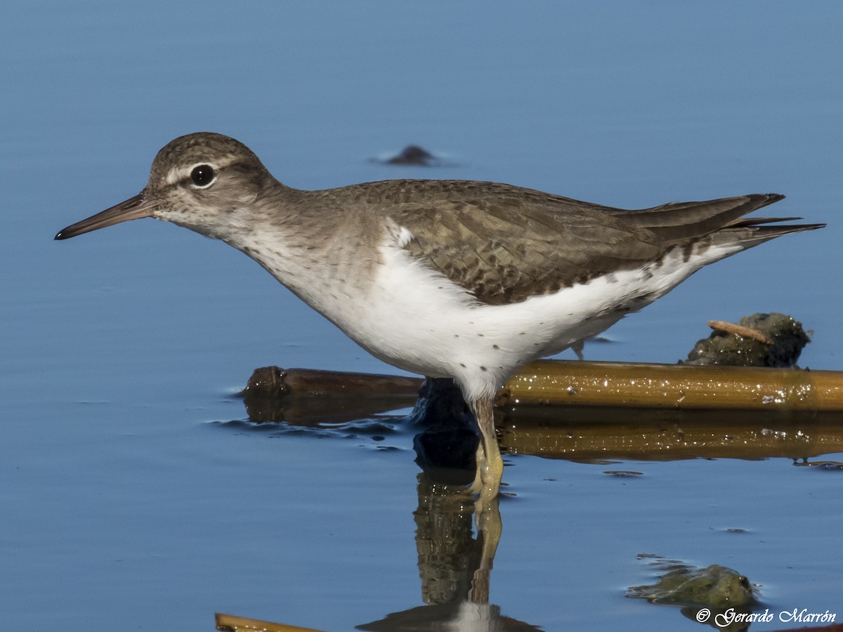 Spotted Sandpiper - ML44762581