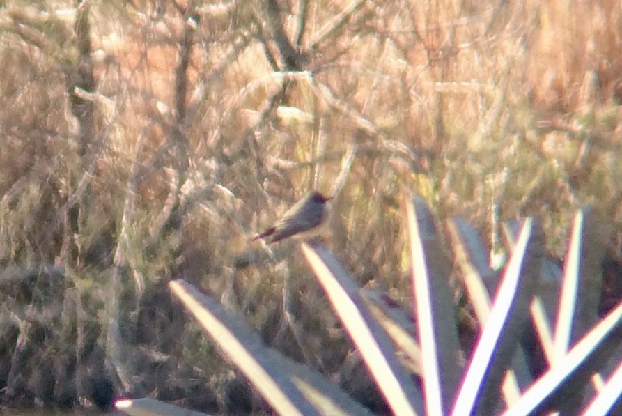 Say's Phoebe - John Trent