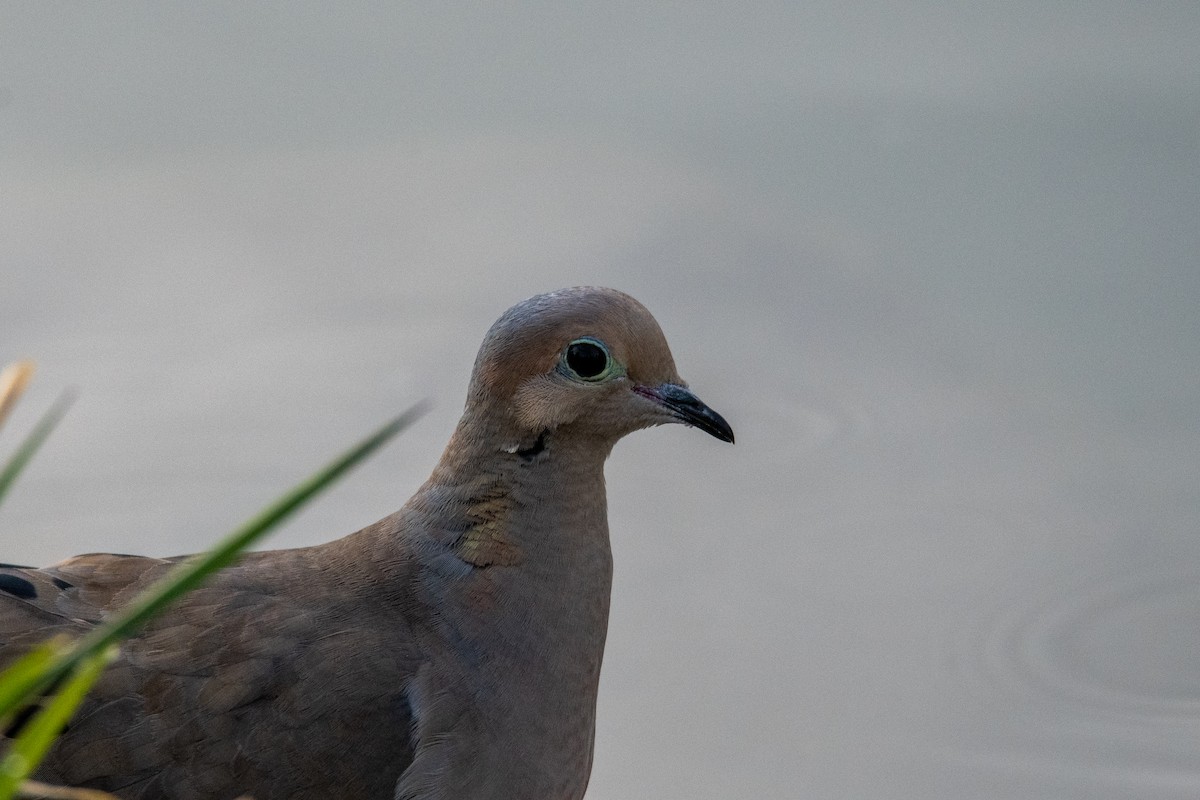 Mourning Dove - ML447628291