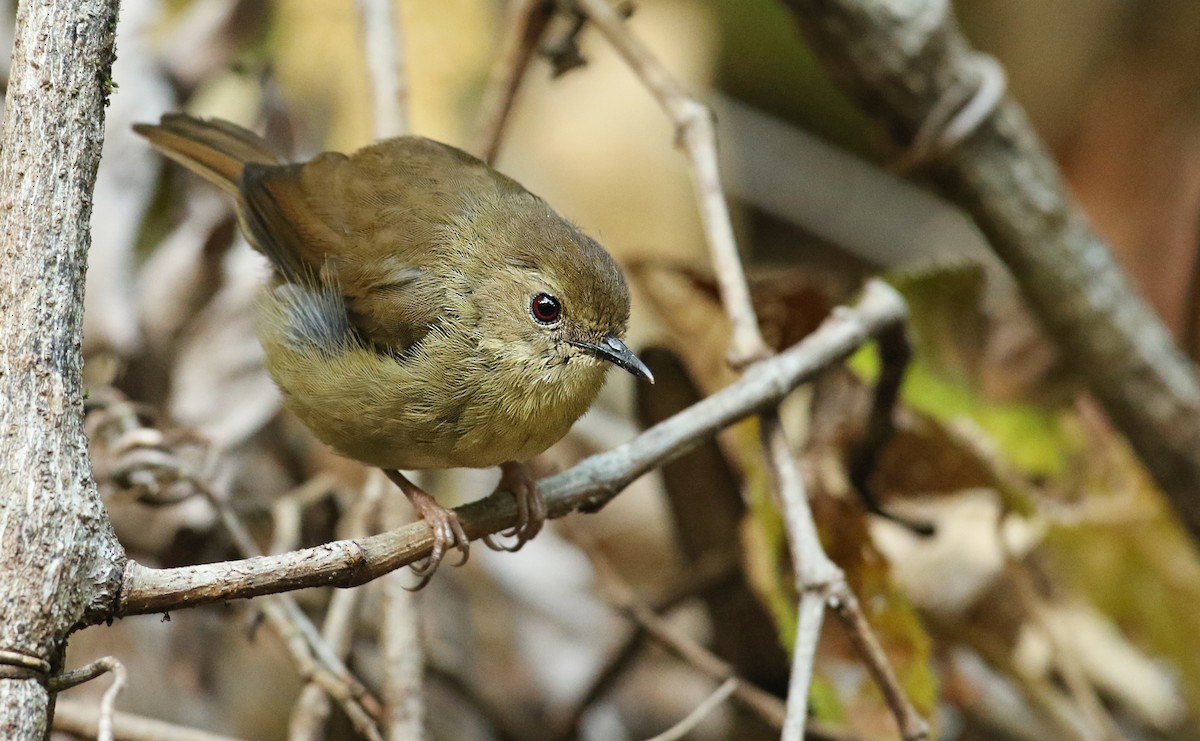 Atherton Scrubwren - Luke Seitz