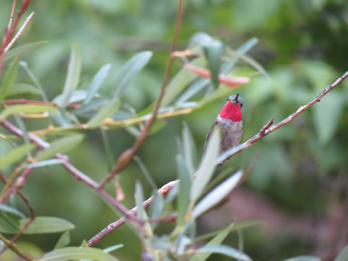 Broad-tailed Hummingbird - Nathan Martineau