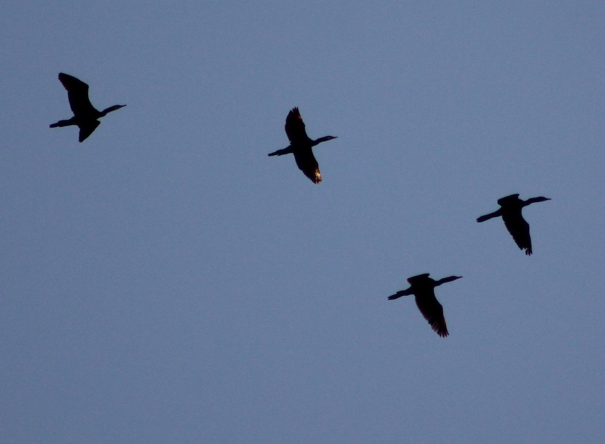 Neotropic Cormorant - Mario Trejo