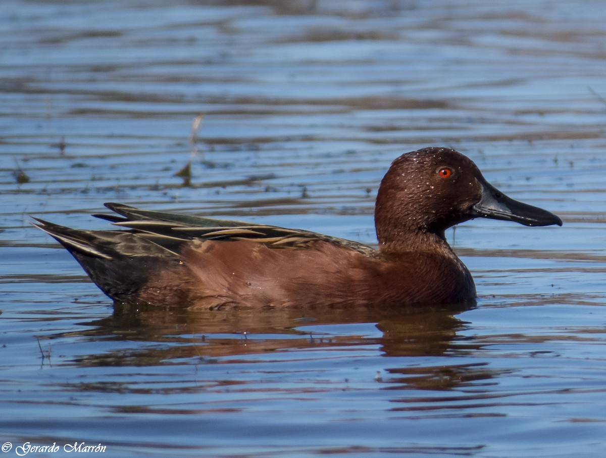 Cinnamon Teal - Gerardo Marrón