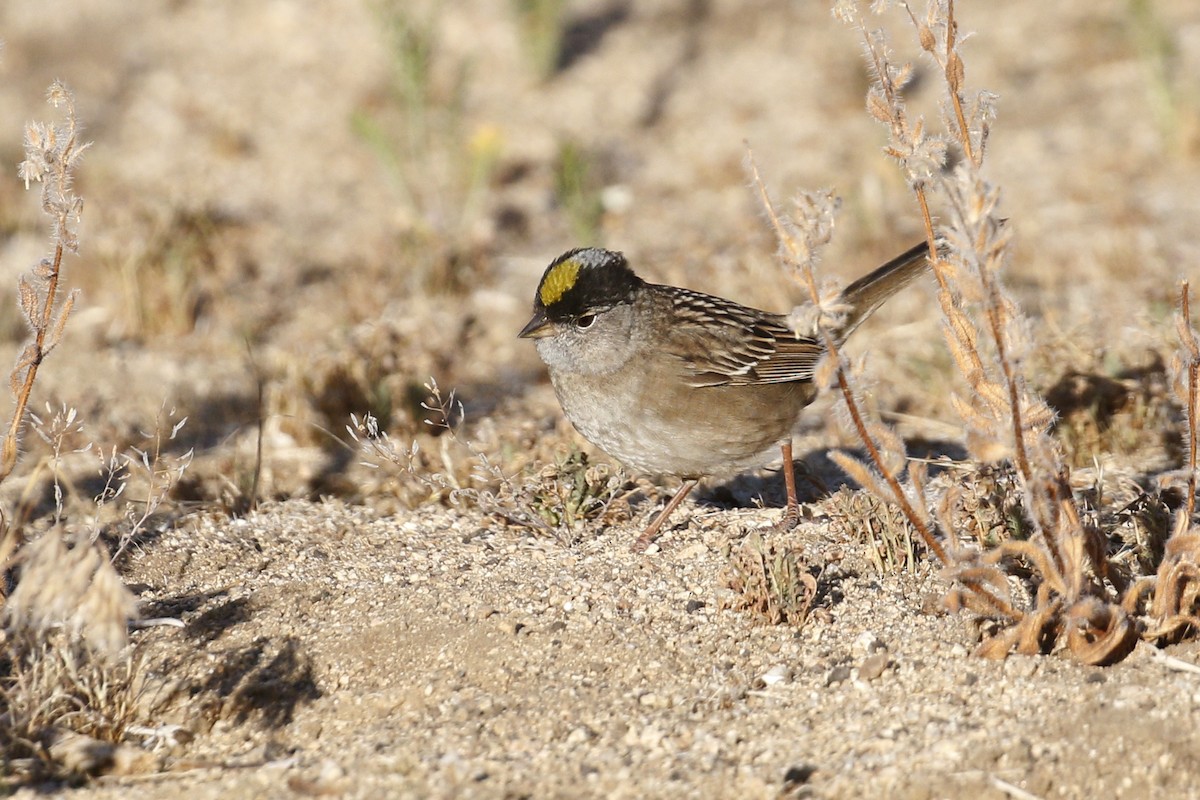 Golden-crowned Sparrow - ML447629891