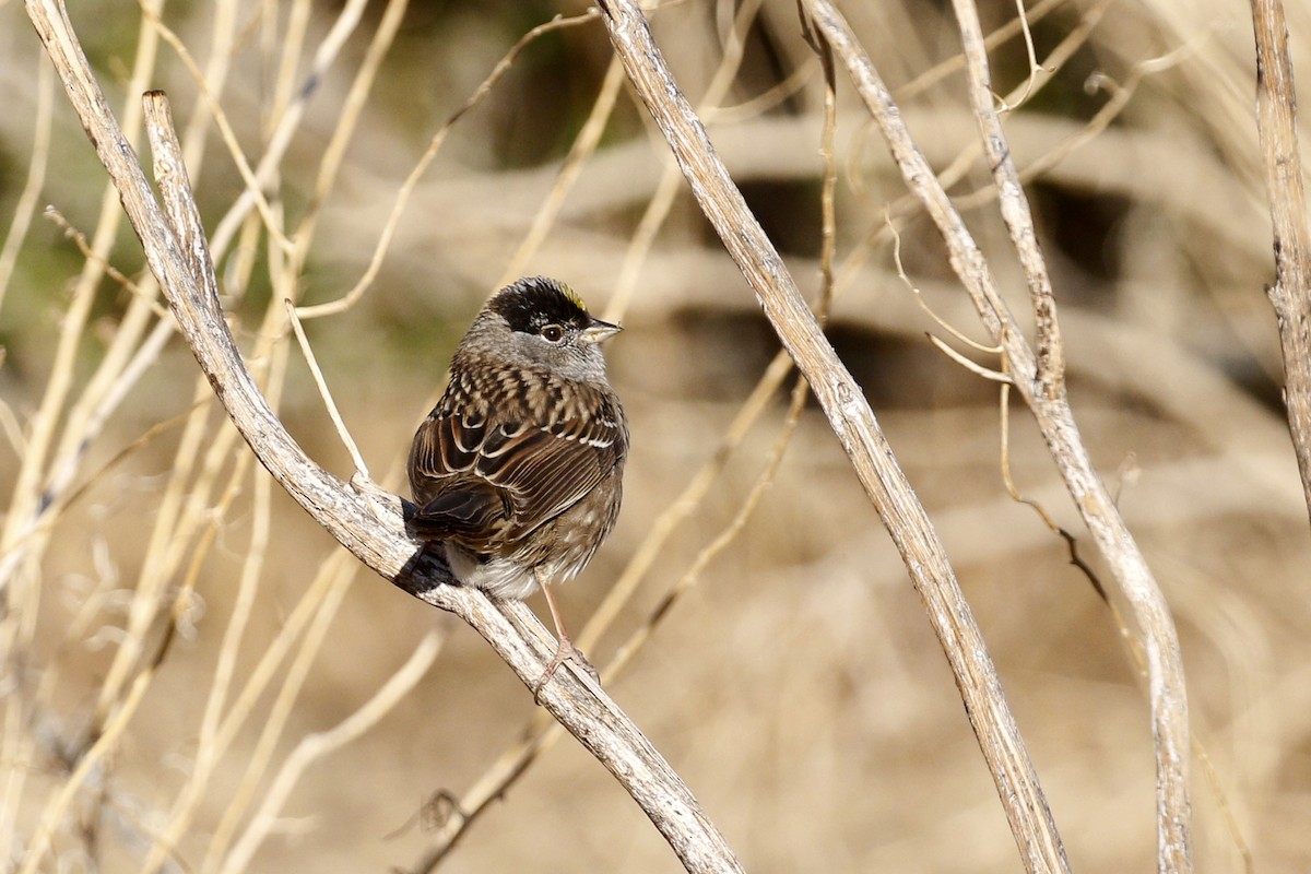 Golden-crowned Sparrow - ML447629901