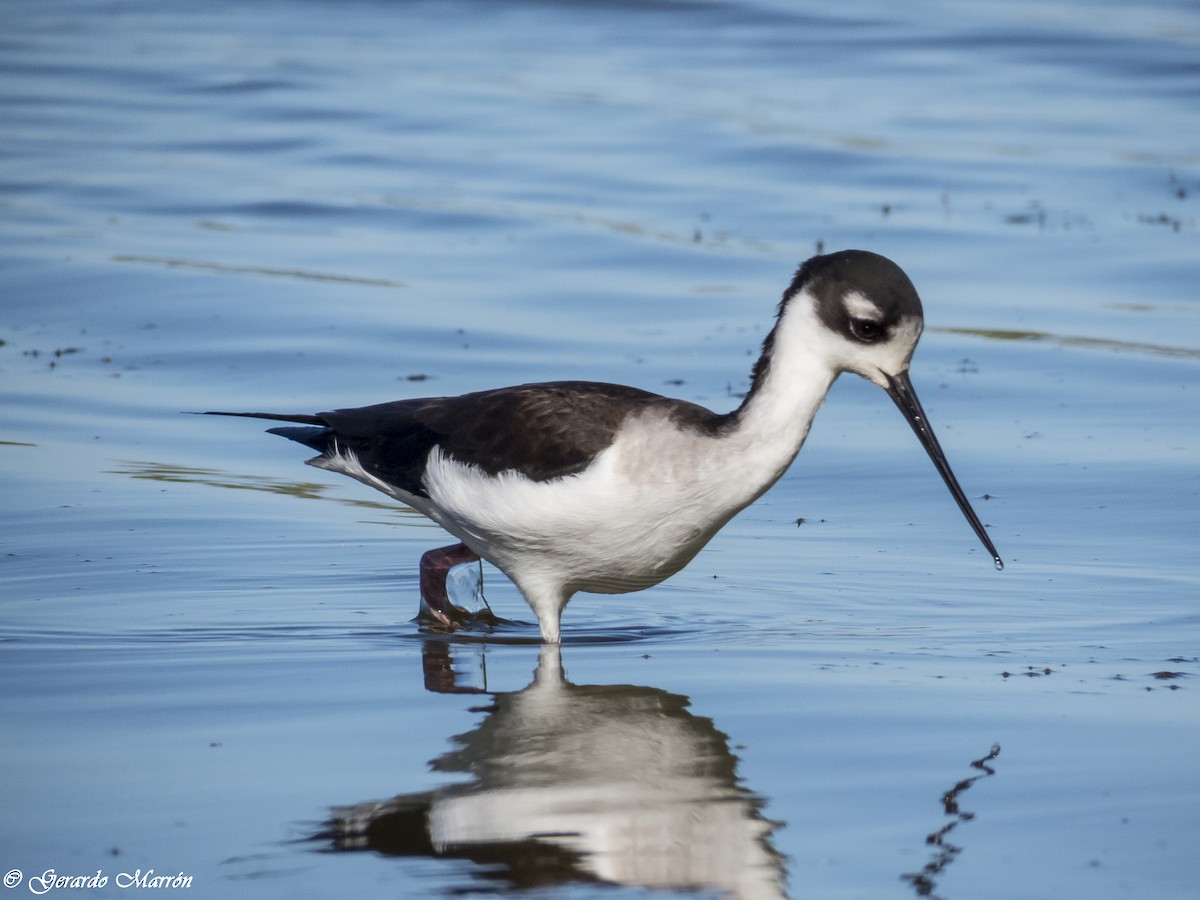 Black-necked Stilt - ML44763021