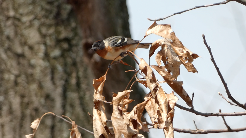 Bay-breasted Warbler - ML447630411