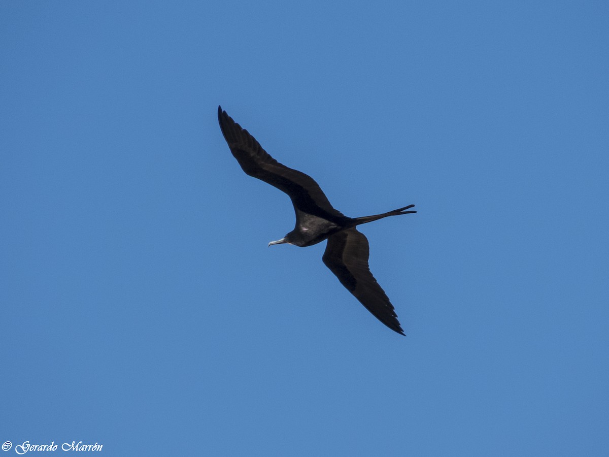 Magnificent Frigatebird - Gerardo Marrón