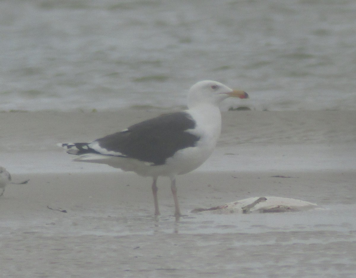 Great Black-backed Gull - ML44763081