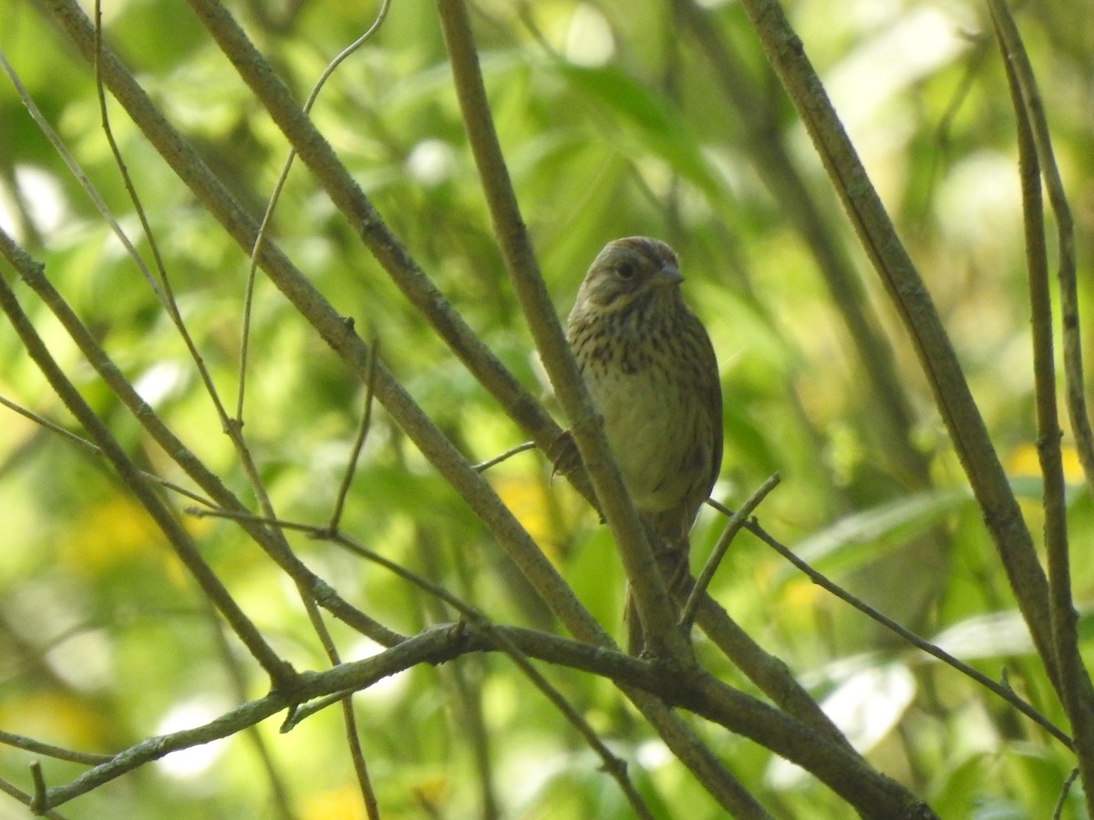 Lincoln's Sparrow - ML447632391