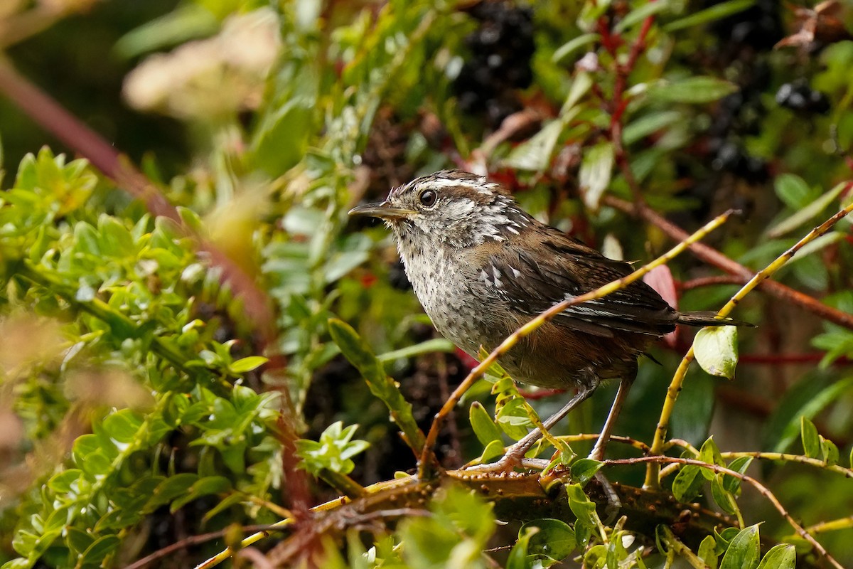 Timberline Wren - Beny Wilson