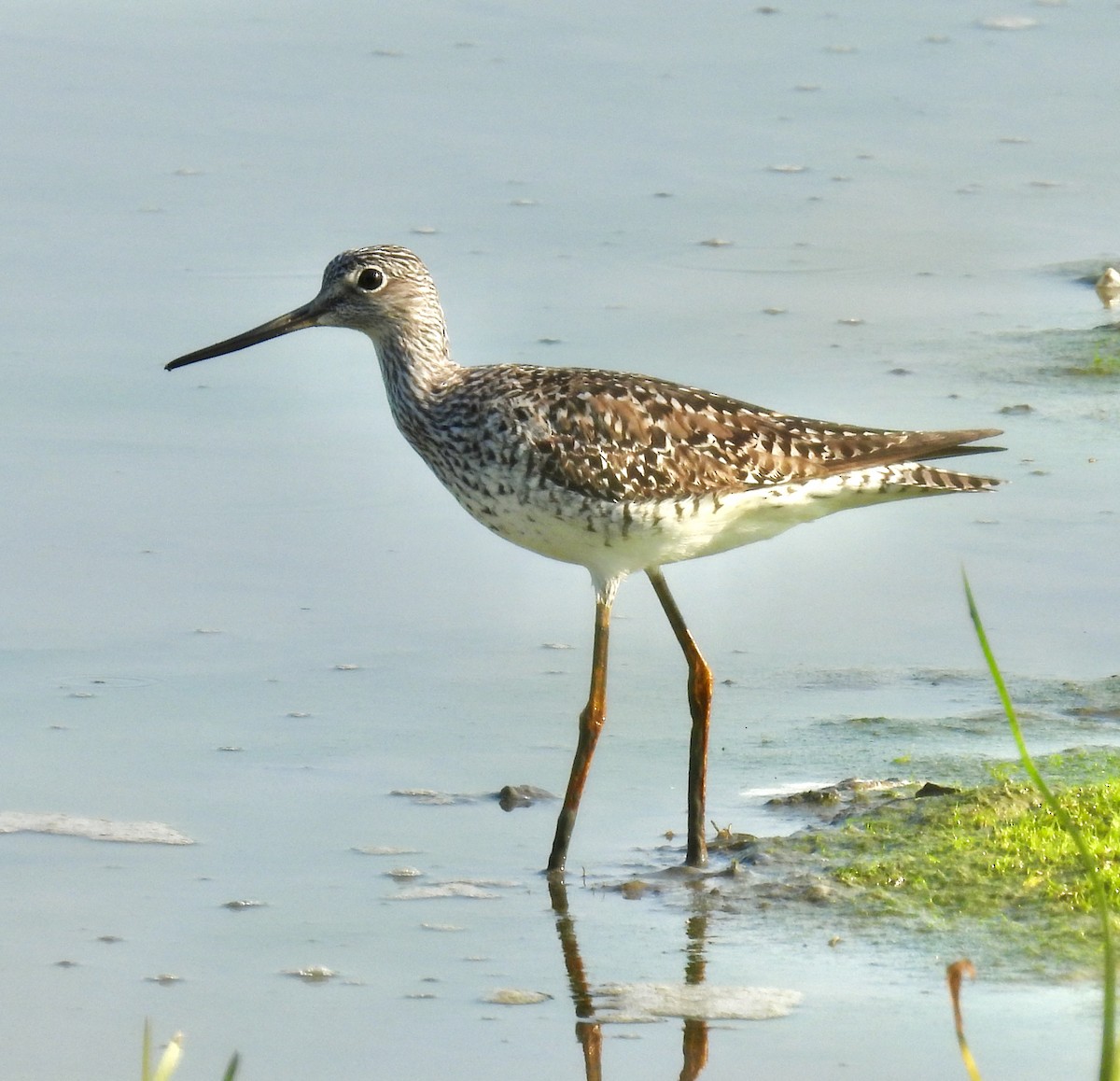 Greater Yellowlegs - ML447633971