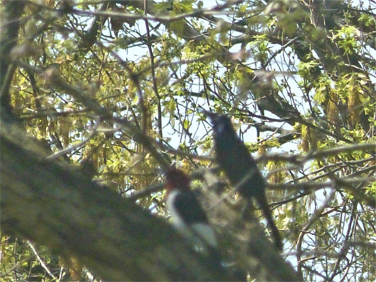 Red-headed Woodpecker - ML447633981