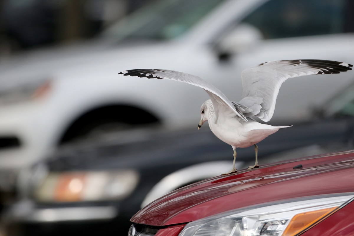 Ring-billed Gull - Jay McGowan