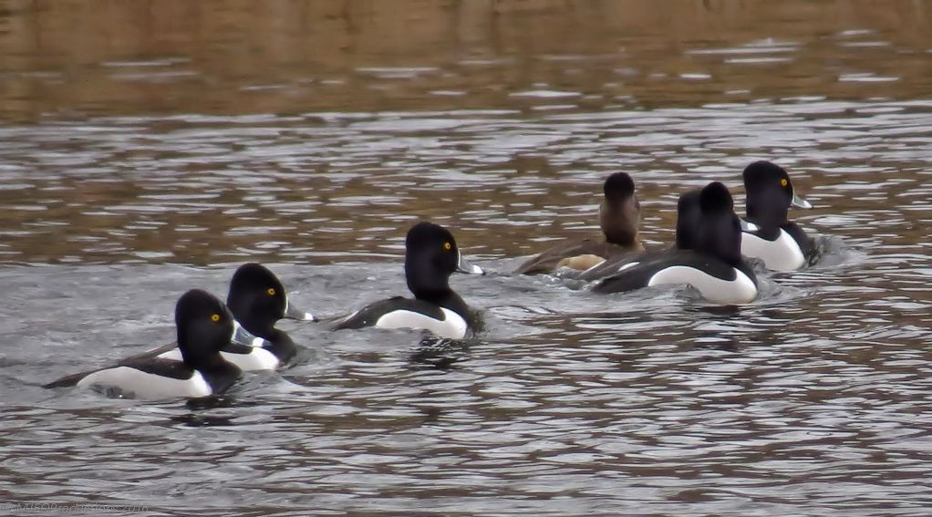 Ring-necked Duck - Marianne Ofenloch