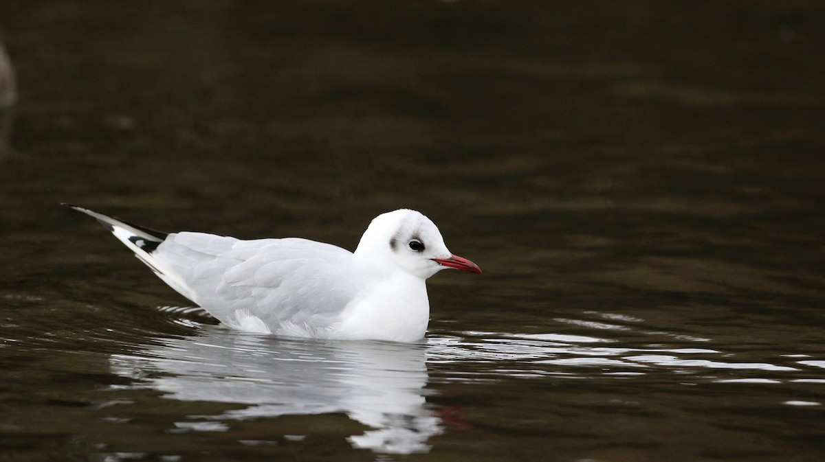 Black-headed Gull - ML44763751